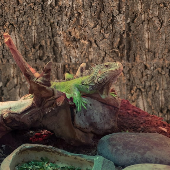 HEALEEP 4Pcs Bearded Dragon Tank Accessories Cork Bark Flats .9*5.9*0.8in