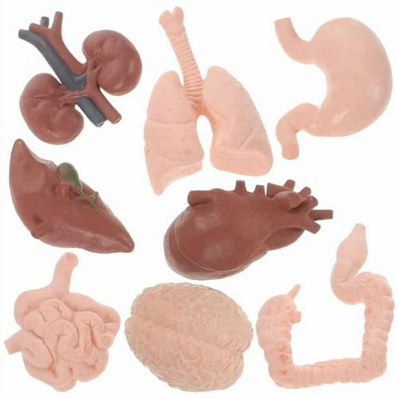 HEALLILY 16 Pcs Human Organ Model Learning Organ Model Organs Teaching Model Kid Suit Artificial Organ Props 3D Anatomy Model Prop Teaching Prop Toy Plastic Specimen Body Student
