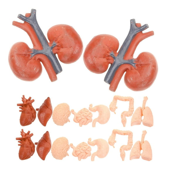 HEANUJJ 2 Sets Human Organ Models Realistic PVC Anatomy Study Tools Assorted Colors for Medical Education