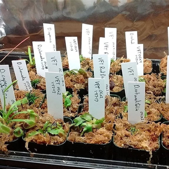 HEATSHAKING 200Pcs Potted Plants Tags for Seedling Markers 10x2cm