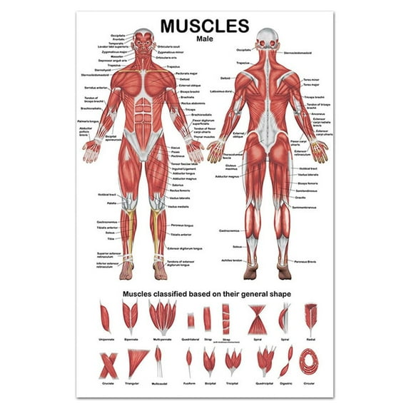 HEMLBOYW Muscular Amical P Muscle Amy Chart In front/Back Sided 19.69x27.56 inches for Hospital Gymnasium Silk Cloth