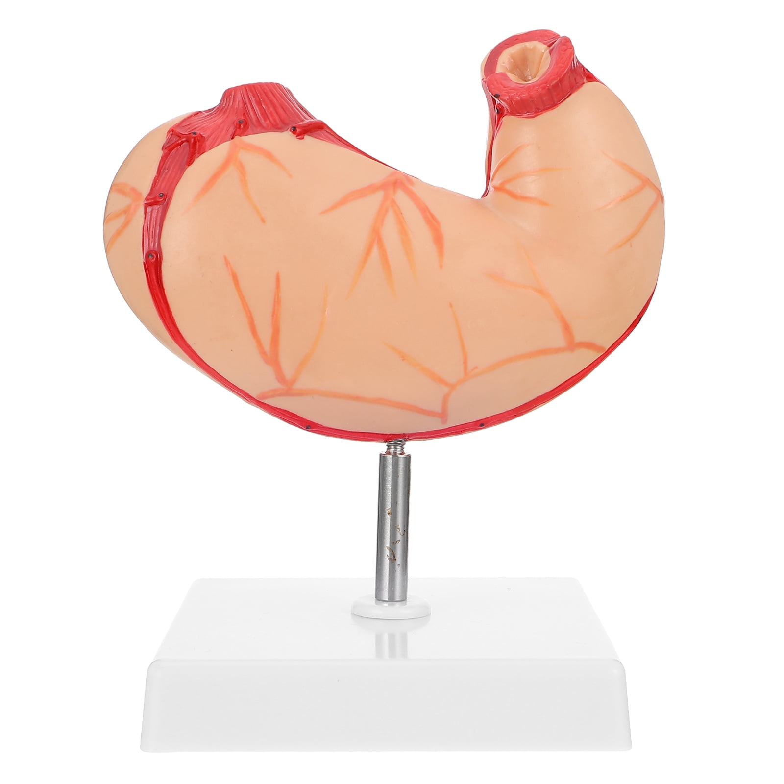 HEMOTON 1pc Plastic Stomach Anatomical Model Teaching Demonstration