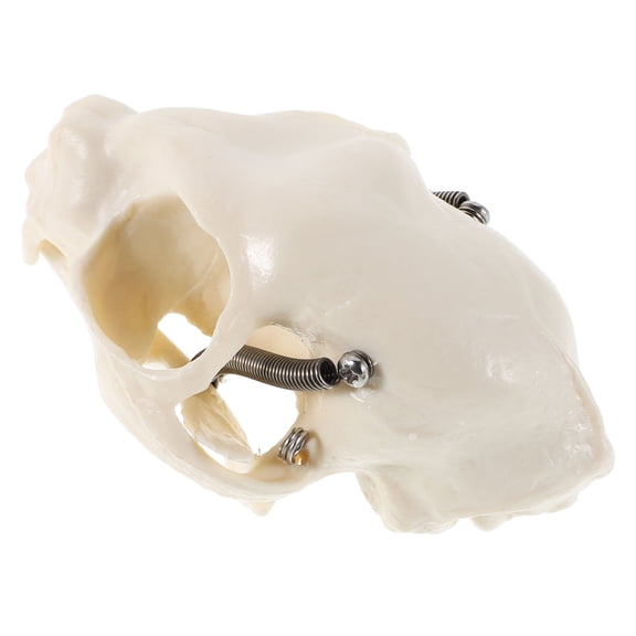 HEMOTON Anatomical Cat Skeleton Model Realistic Skull Model for Study Classroom Display Science Teaching Halloween Decor and Collectible