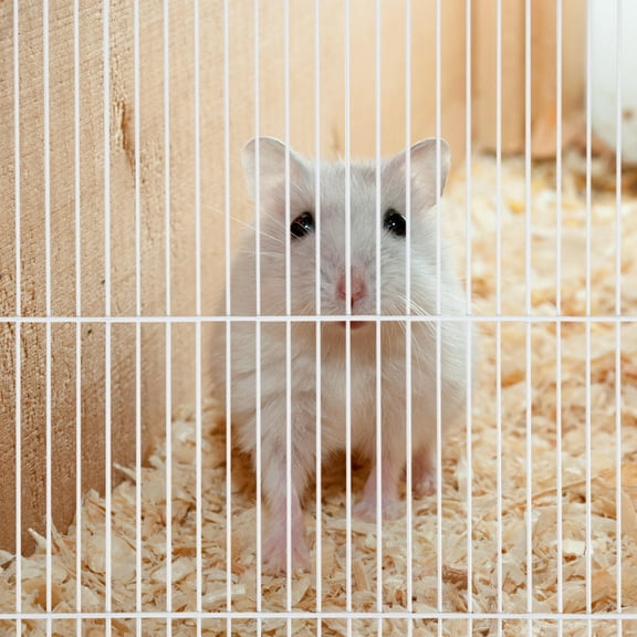 HEMOTON Cage Partition Gerbil Segregation Board Accessories Hamster Supplies
