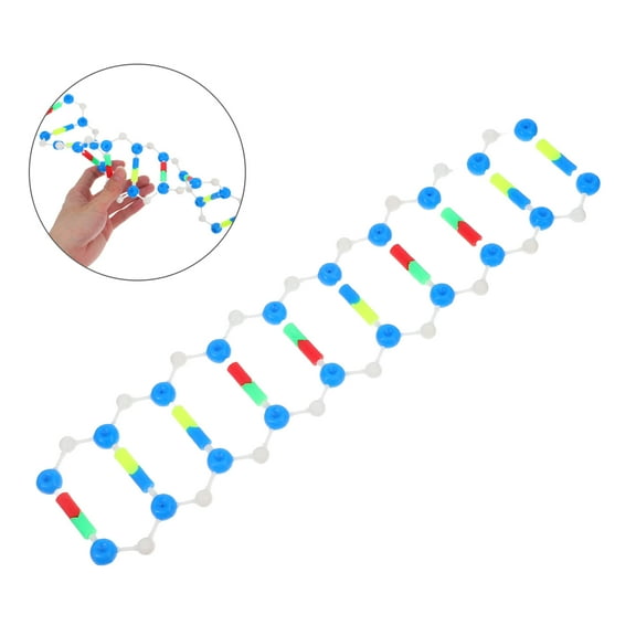 HEMOTON Double Helix Dna Model Genetics Teaching Tool For Biology And Science Education Molecular Structure For School And Laboratory