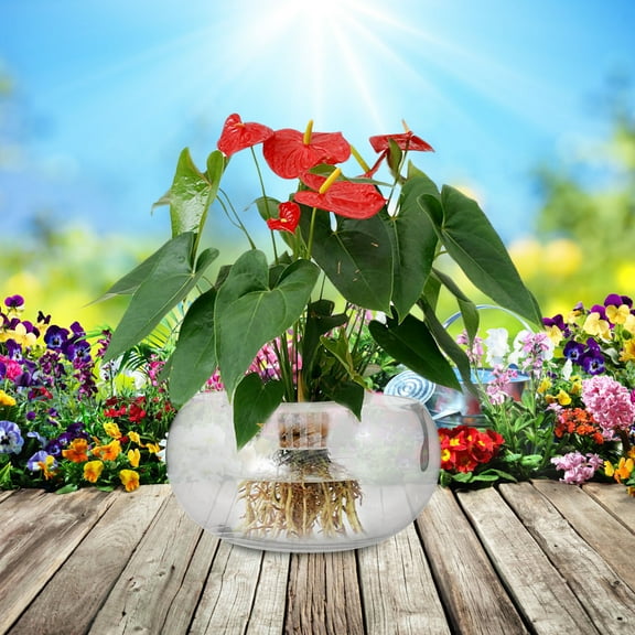 Hytrove Fish Bowl Vase Glass Fish Bowl Planter Transparent 1Pack For Indoor Use