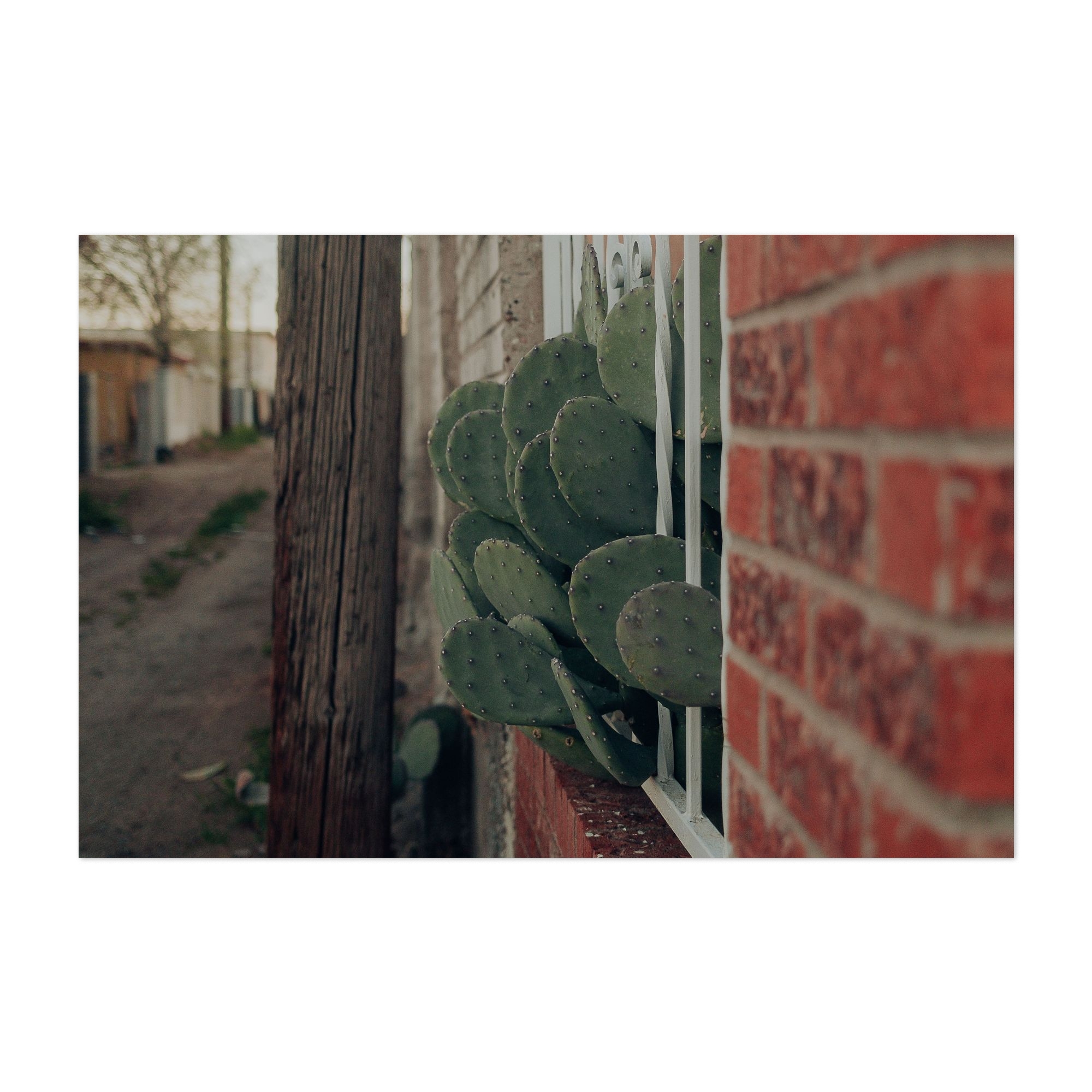 HEY, NEIGHBOR! - Albuquerque New Mexico Photography Cactus Desert Rustic  Botanical Street Photography Architecture Vintage Unframed Wall Art Print  32 ...