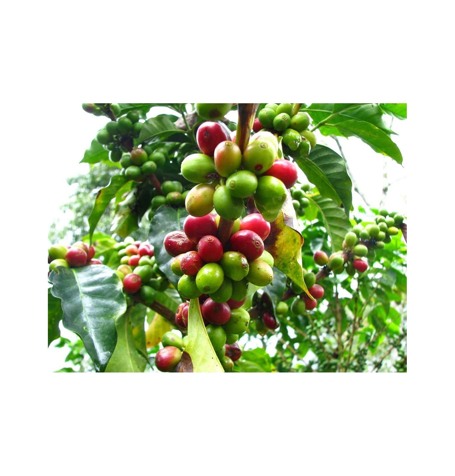 HElectQRIN, Arabica Coffee Bean Plant Live Coffee Plant