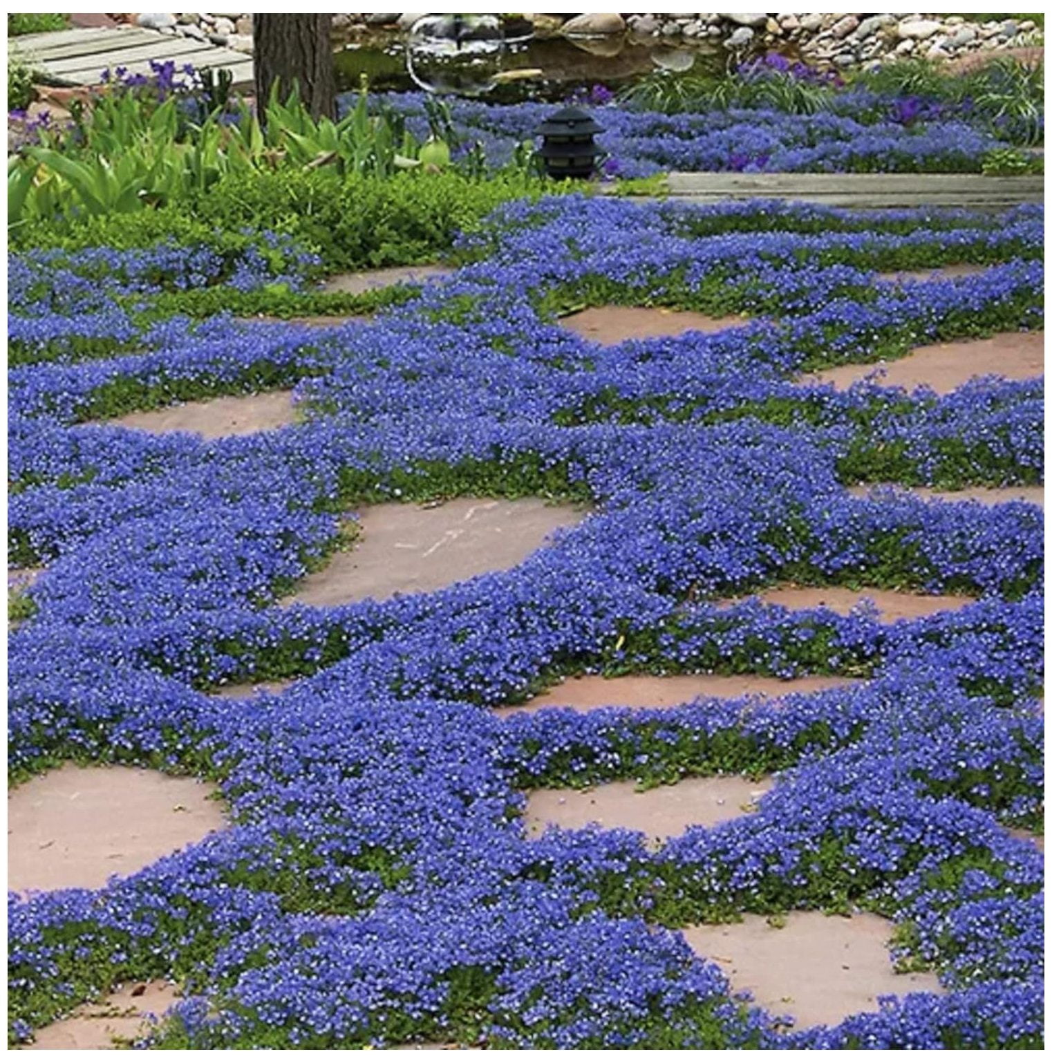 HElectQRIN Blue Thymus Serpyllum,Creeping Thyme 100 Seeds Rare Exotic ...