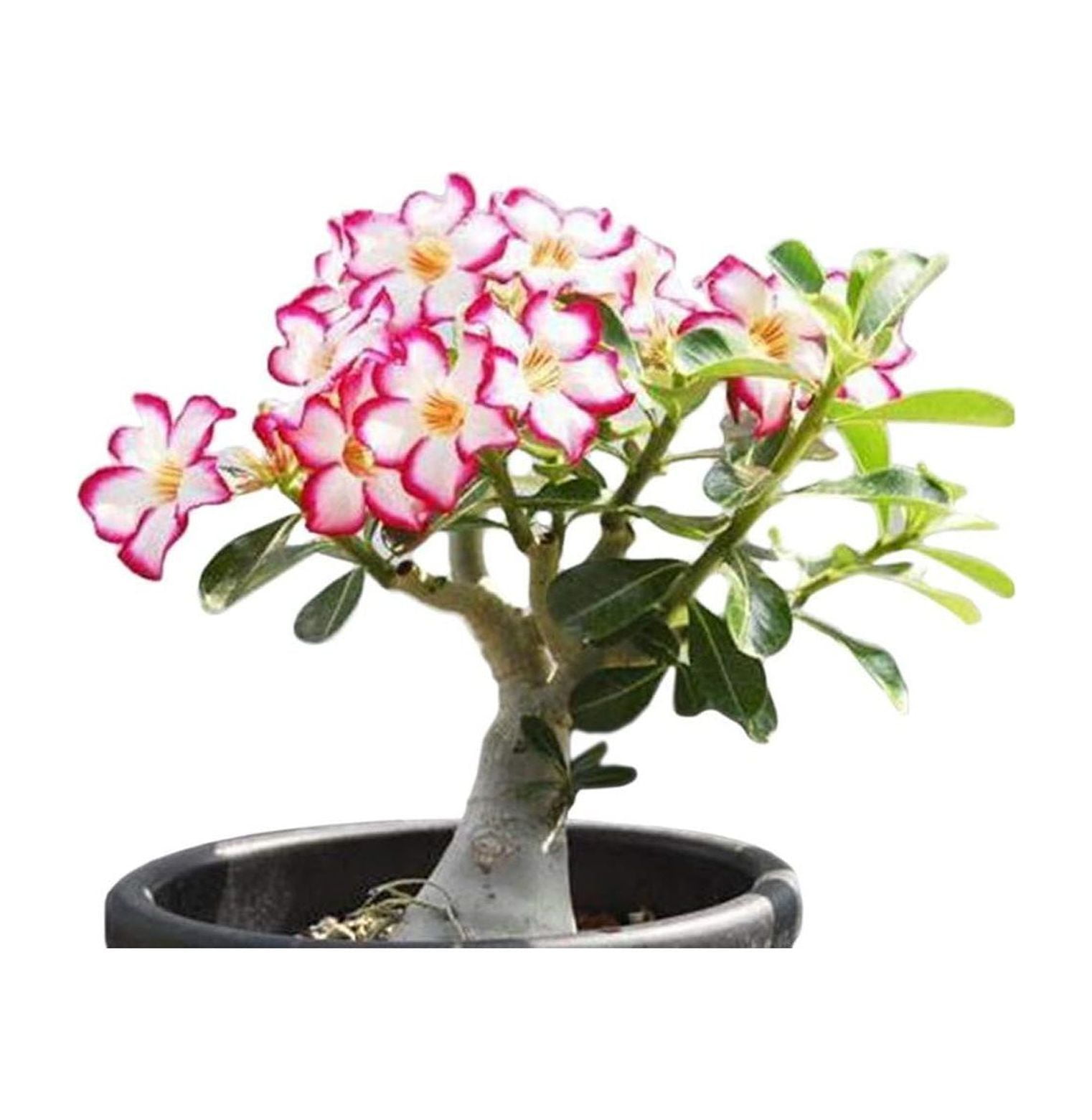 HElectQRIN Desert Rose， Adenium Obesum one Year Plant ， Baby Size