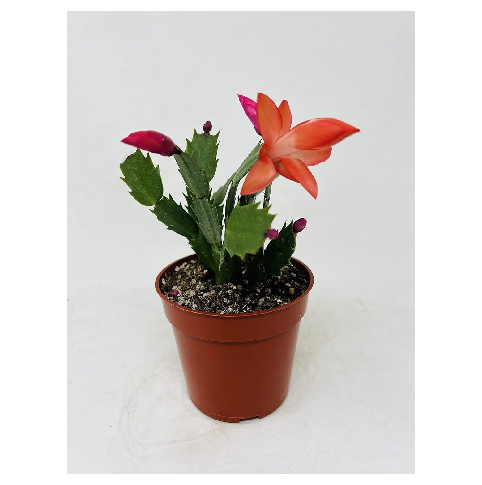 HElectQRIN Red Christmas Cactus 4inch Pot Zygocactus Plant Seasonal