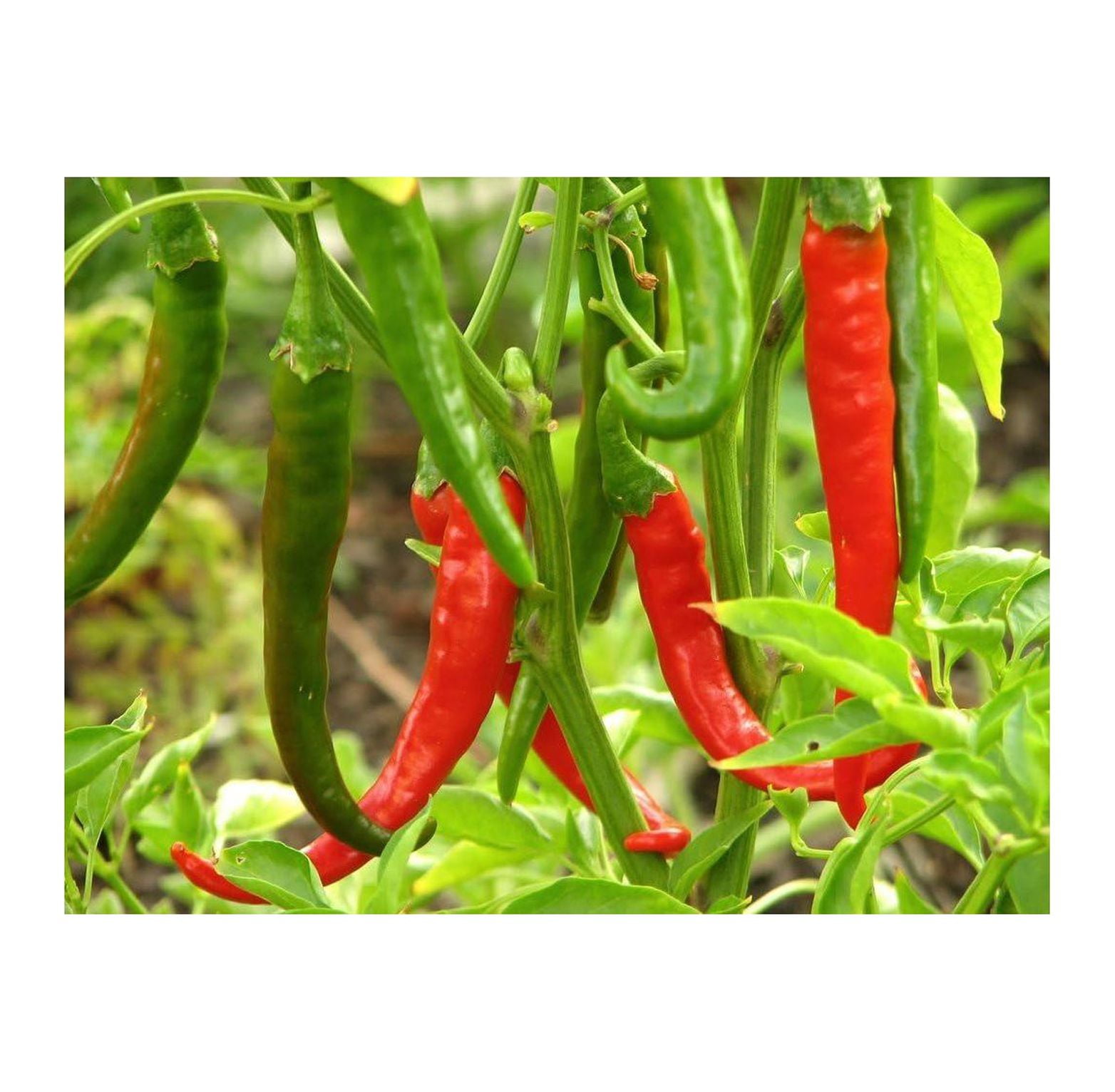 HElectQRIN Thai Gong Bao Dragon Pepper Plant NonGMO Two (2) Live