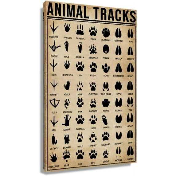 HFDF Animal Tracks Poster Wall Decor Vtage Educational Wall Art Of Knowledge Chart Poster Patg For Livg Room Artwork Modern Canvas Prts Picture 20x24inch Framed