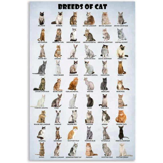 HFDF Breeds of Cat Poster Types of Cat Poster Cat of The World Funny Cat Lovers Poster 20x24inch Framed