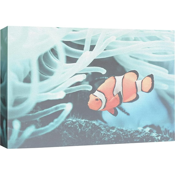 HFDF Canvas Prt Wall Art Clownfish Swims Under Coral Amphibians Ocean Photography Realism Nautical Closeup Colorful Multicolor Ultra for Livg Room, Bedroom, Office - 20x16inch Framed