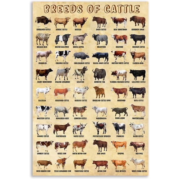 HFDF Cattle Canvas Farmhouse Wall Art - Highland Cow, Texas Longhorn, Texas Longhorn Cow 16x20inch Framed