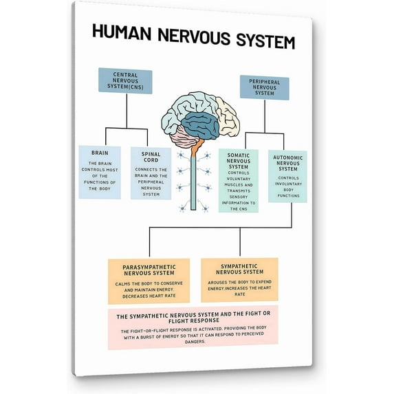 HFDF Human Nervous System Mental Health Wall Art,Bra Anatomy and Psychology Art Poster Prt Canvas Patg Artwork For Social Worker Therapist Counselg Office Decor 8x10inch Framed