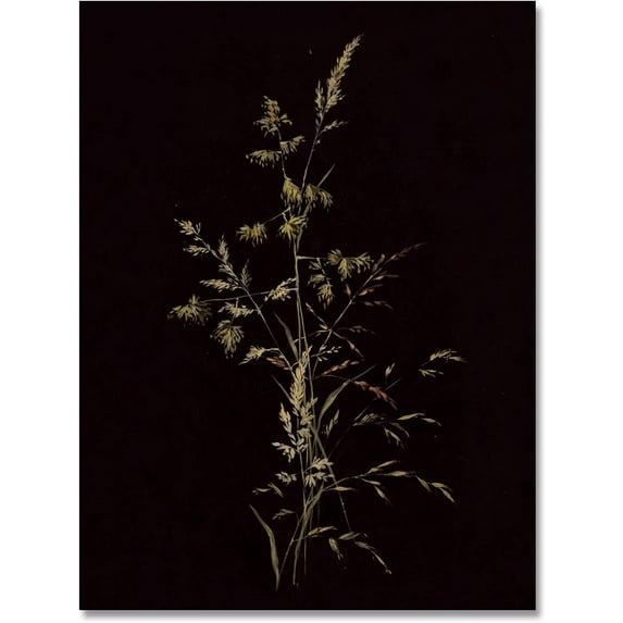 HFDF Moody Decor Botanical Wall Art Vintage Flower Dark Academia Victorian Rustic Wall Art Antique Aesthetic Room Wall Decor Prints 16x24inch Framed