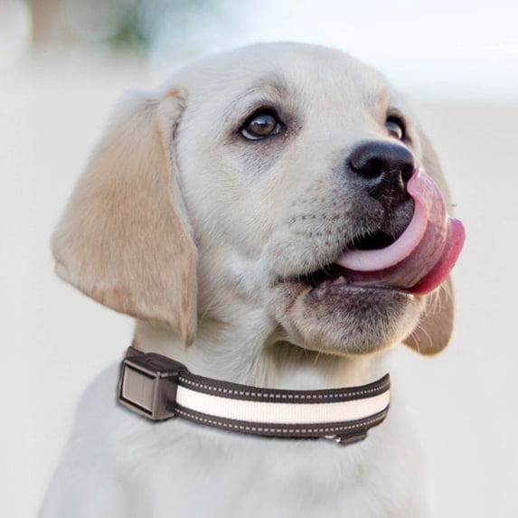 HHGBAD USB & Solar Charging Pet Light Collar and Leash - Adjustable, Durable, Waterproof - Multiple Lighting Modes for Night Walks