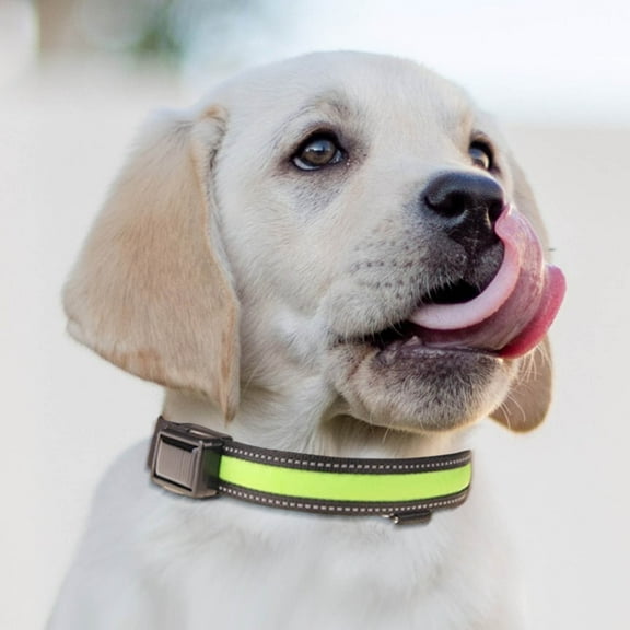 HHGBAD USB & Solar Charging Pet Light Collar and Leash - Adjustable, Durable, Waterproof - Multiple Lighting Modes for Night Walks