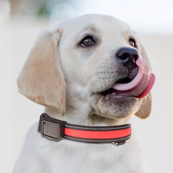 HHGBAD USB & Solar Charging Pet Light Collar and Leash - Adjustable, Durable, Waterproof - Multiple Lighting Modes for Night Walks