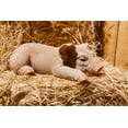 thumbnail image 1 of HI-LINE GIFT LTD. PIG SLEEPING, 1 of 7