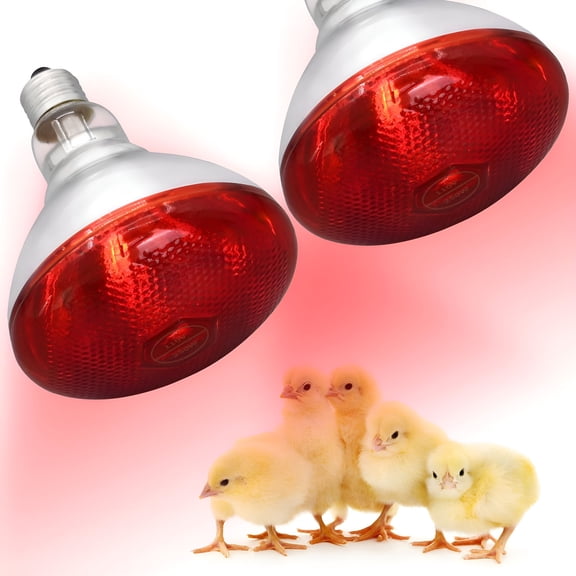 HIBIBUD 250W Red Heat Lamp Bulbs Infrared Flood Light for Chicken (2-Pack),Heat Light Bulb for Brooder Coop,Chickens Chicks Puppies Reptiles Livestock Poultry Use E26 Base