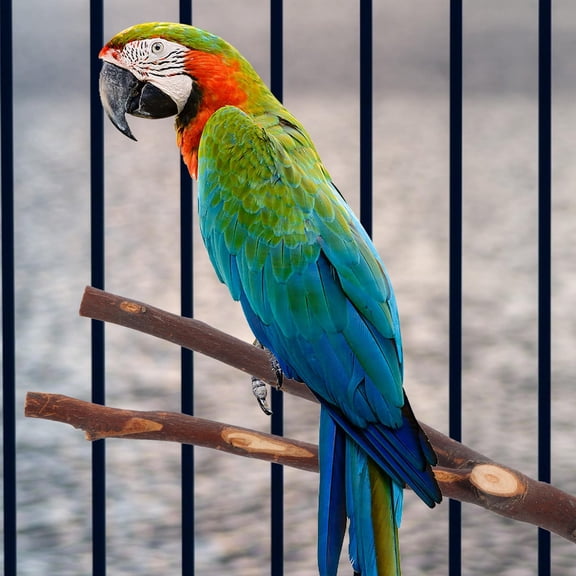 HINTRMENT 4Pcs Assorted Color Wood Bird Perch Stand Rod Durable Parrot Climbing Pole Cage Accessories