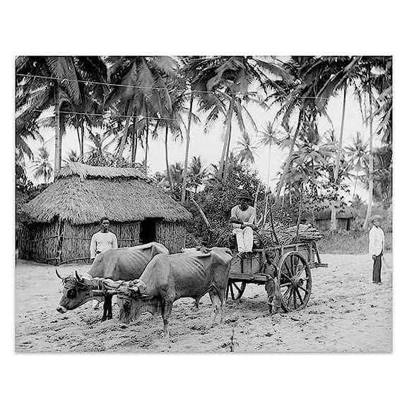 HISTORIX Vintage 1903 Puerto Rican Country Scene Photo Print - 11x14 Inch Puerto Rico Vintage Poster - Old Country Scene of Puerto Rico Wall Art