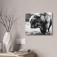 thumbnail image 1 of HIghland Bull Canvas Stretched, 0.75", 1 of 4