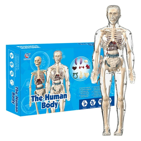 HJJLRH Clear Human Body Structure Model, 3D Human Anatomy Model Kit with Removable Organs, Portable Skeleton Model Toy for Anatomy Class, Science Kit for Kids Ages 6+