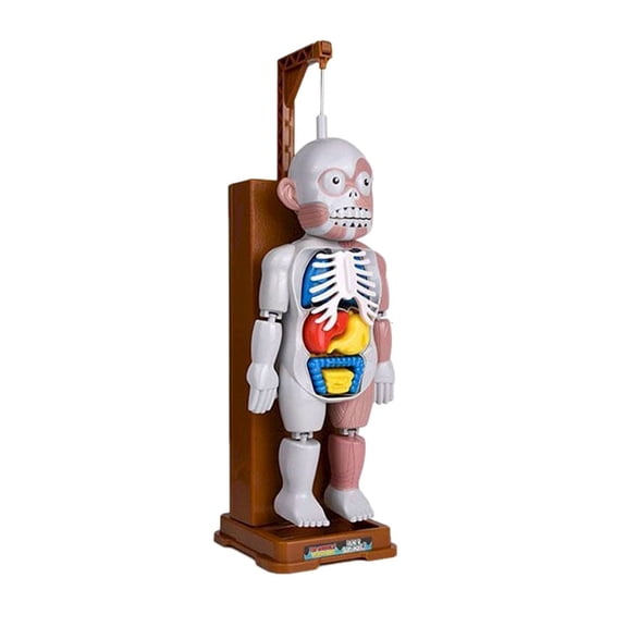 HJJLRH Human Body Model Anatomy for Kids,Interactive Removable Squishy Human Body for 8-12 Years Boys,Removable DIY Human Body Modle for Learning & Education Science Kit for Kids