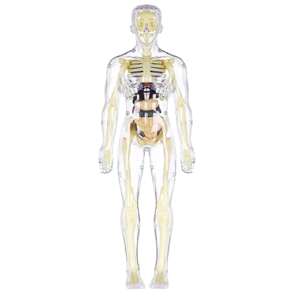 HJJLRH Human Body Skeleton Model Kits, Anatomy Figure, Bones Interactive Science Kit, STEM Educational Toys for Boys and Girls, Halloween Physiology Gifts for Kids Ages 8+