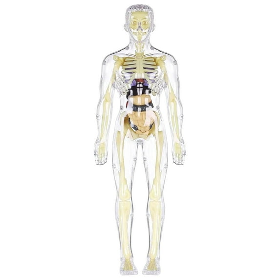 HJJLRH Human Body Skeleton Model Kits, Anatomy Figure, Bones Interactive Science Kit, STEM Educational Toys for Boys and Girls, Halloween Physiology Gifts for Kids Ages 8+