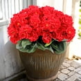 thumbnail image 1 of HKKDKTA 6 Pcs Artificial Geranium Flowers for Outdoor, UV Resistant Fake Silk Geraniums for Planters, Hanging Baskets, Window Boxes, Porch & Patio Decor, 1 of 8