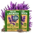 HOME GROWN Premium English OIF8 Lavender Seeds, 3000 NonGMO Herb Seeds