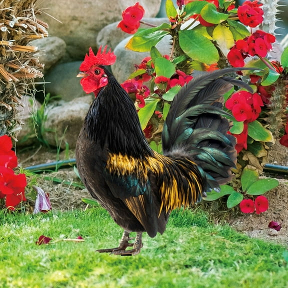 OULII 1Set Weather Resistant Acrylic Garden Hen Stake Decorative Insert for Yard Lawn Outdoor Decor