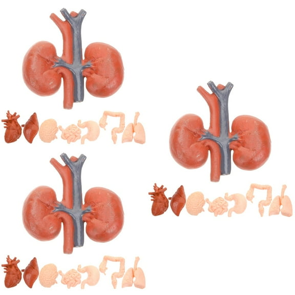 HOMEMAXS 24 pcs  Organ Models Artificial Organ Teaching Tools Anatomical Organ Models