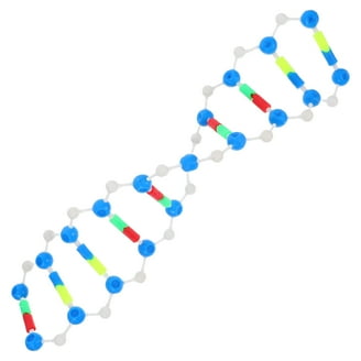 Dna Strand Model