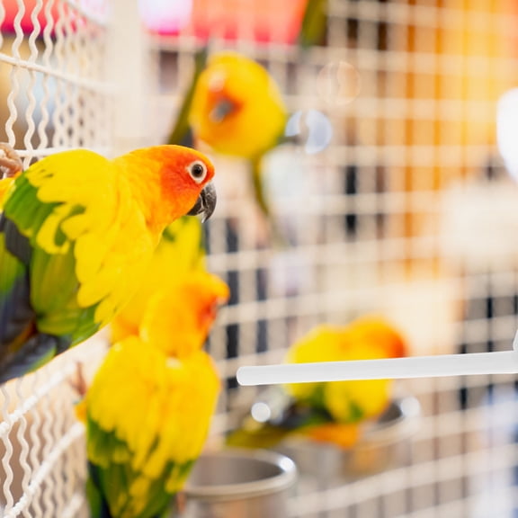 HONMEET 20Pcs White Plastic Parrot Perch Stand for Cage Easy Installation and Enhanced Activity