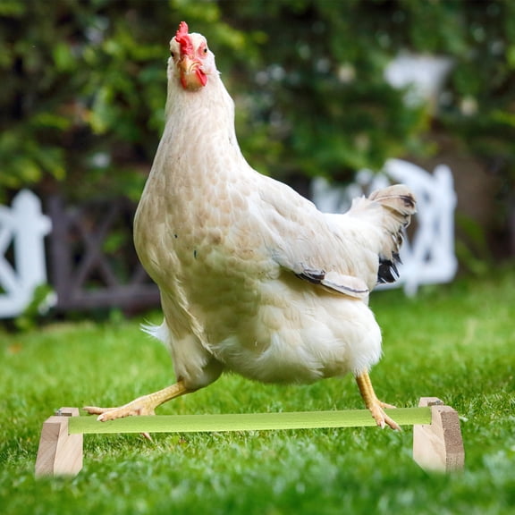 HONMEET Bird Stand Branch made of Wood Assorted Color for Hen Playtime 1Set