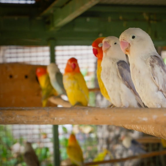 HONMEET Chewing Large Parrot Toys from Non Toxic Bamboo for Cockatiels 1Pack