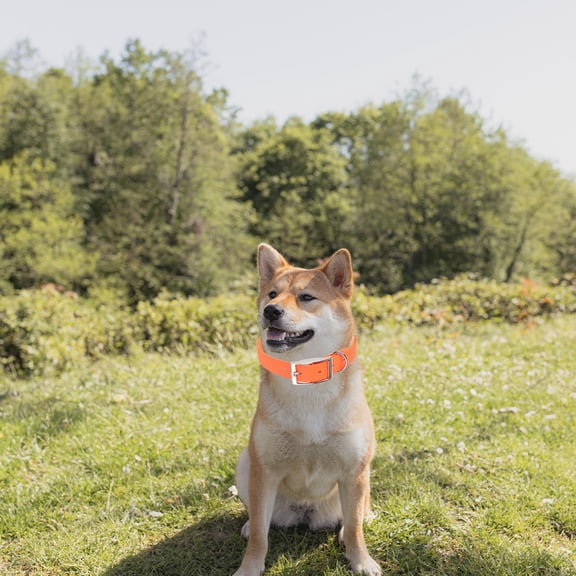 HONMEET Puppy Collars for Small Puppies PVC Orange Wear-resistant 1Set