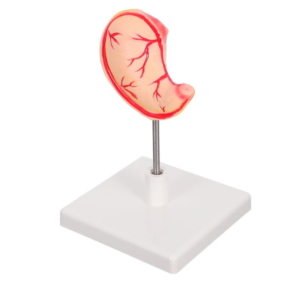 HONMEET 3D Stomach Anatomy Model for Teaching, Multi PVC Material, Educational Tool, 1 Piece