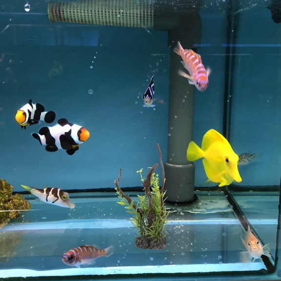HONMEET Tree Root Decor Fish Tank Plastic Aquarium Decorations 1Pack Assorted Color 6.7x6.3in