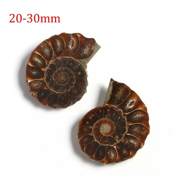HOOUN 1Pair Half Cut Natural Ammonite Shell Specimen Collection Gem Madagascar