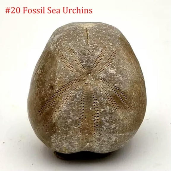 HOOUN 1x Mini Natural Teaching Specimen Teeth Brachiopod Spines Ammonites Plant-#20 Sea Urchins (2.5-4cm)-1PC (Random Pick)