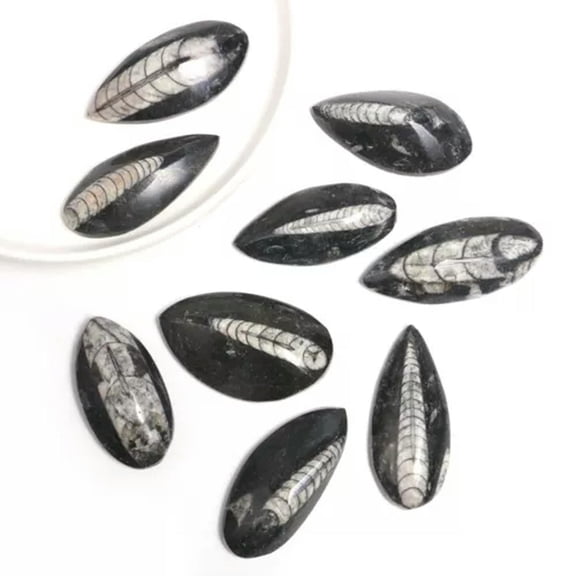 HOOUN 1x Mini Natural Teaching Specimen Teeth Brachiopod Spines Ammonites Plant-#48 (No Hole) Polished Orthoce...-1PC (Random Pick)
