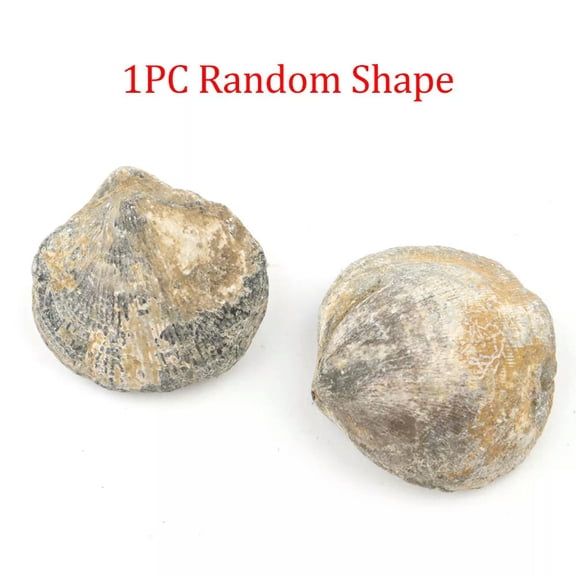 HOOUN 1x Scallop Shell Devonian Stone No Hole Conch Brachiopod s Animal