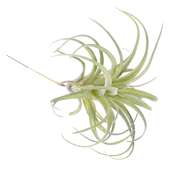 HOOWIFFY 1Pc Simulation Bromeliad Plant for Photo Props and Hanging Decor
